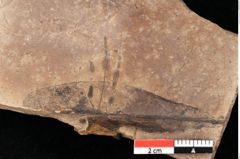 Foto (Detailansicht) von Myrica lignitum Unger (NHMW-GEO-2024-0188-0704)
